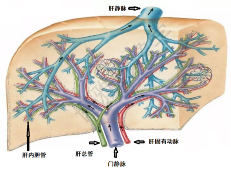 經(jīng)皮導(dǎo)入器：一種肝膽微創(chuàng)手術(shù)利器