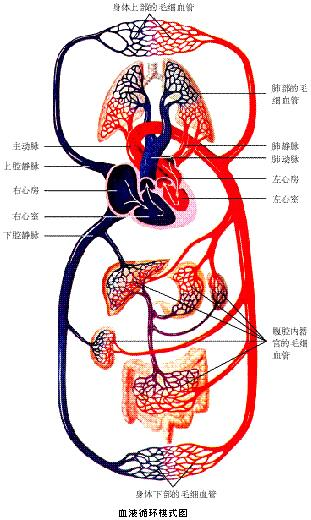 動(dòng)脈血都是紅色嗎？